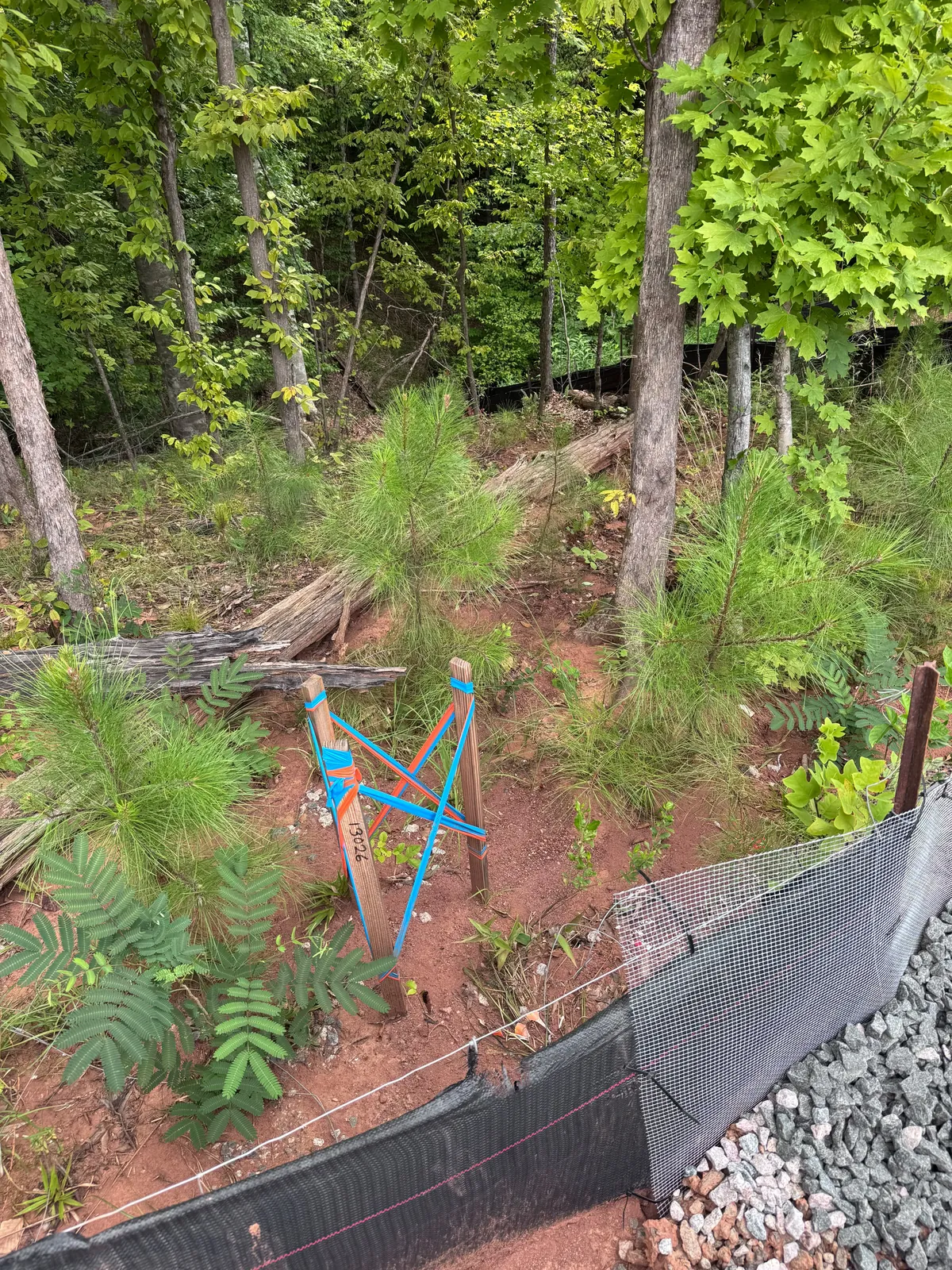 Wooded drainage swale with sediment before mud removal