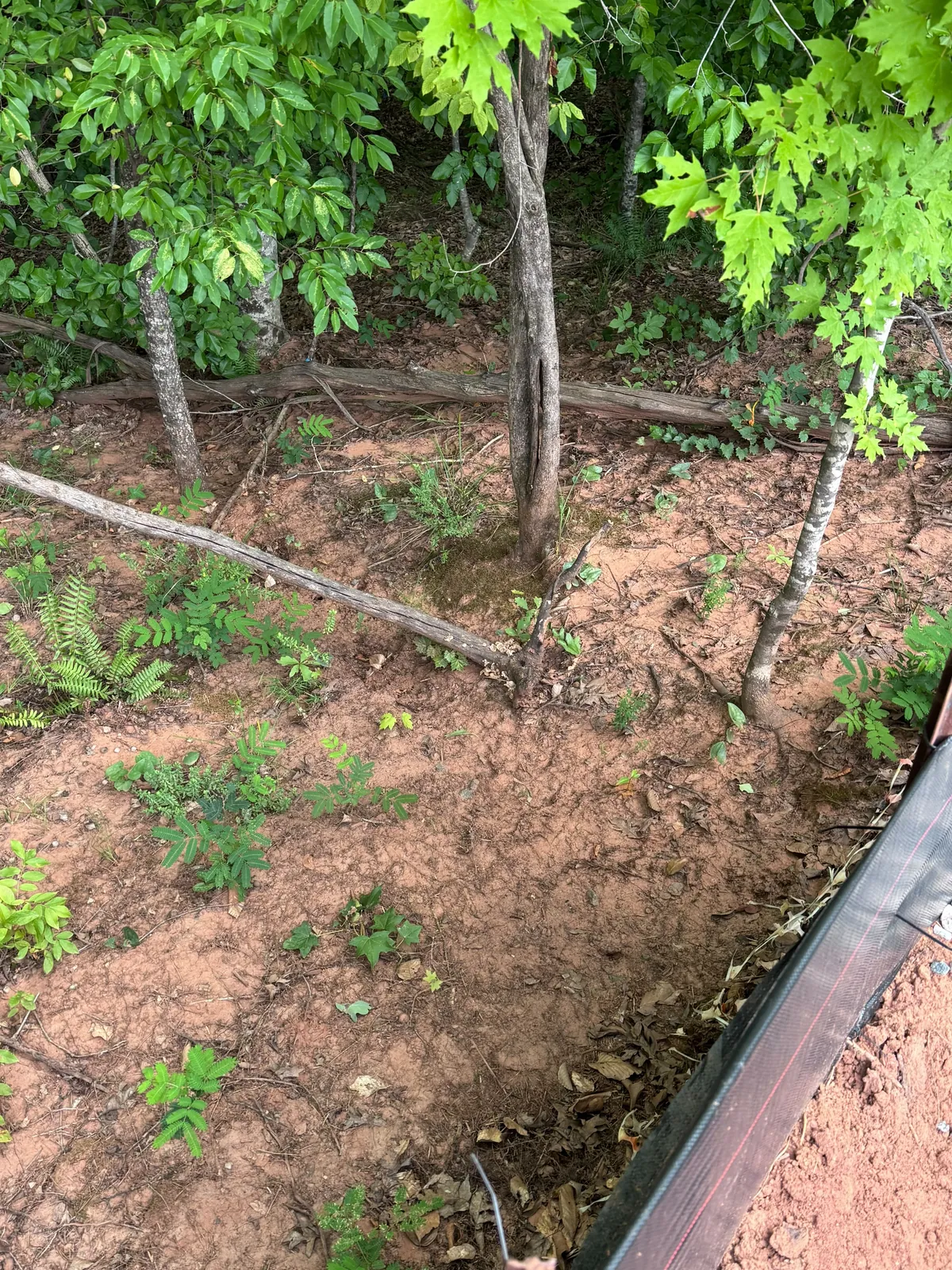 Sediment-covered wooded swale before cleanup