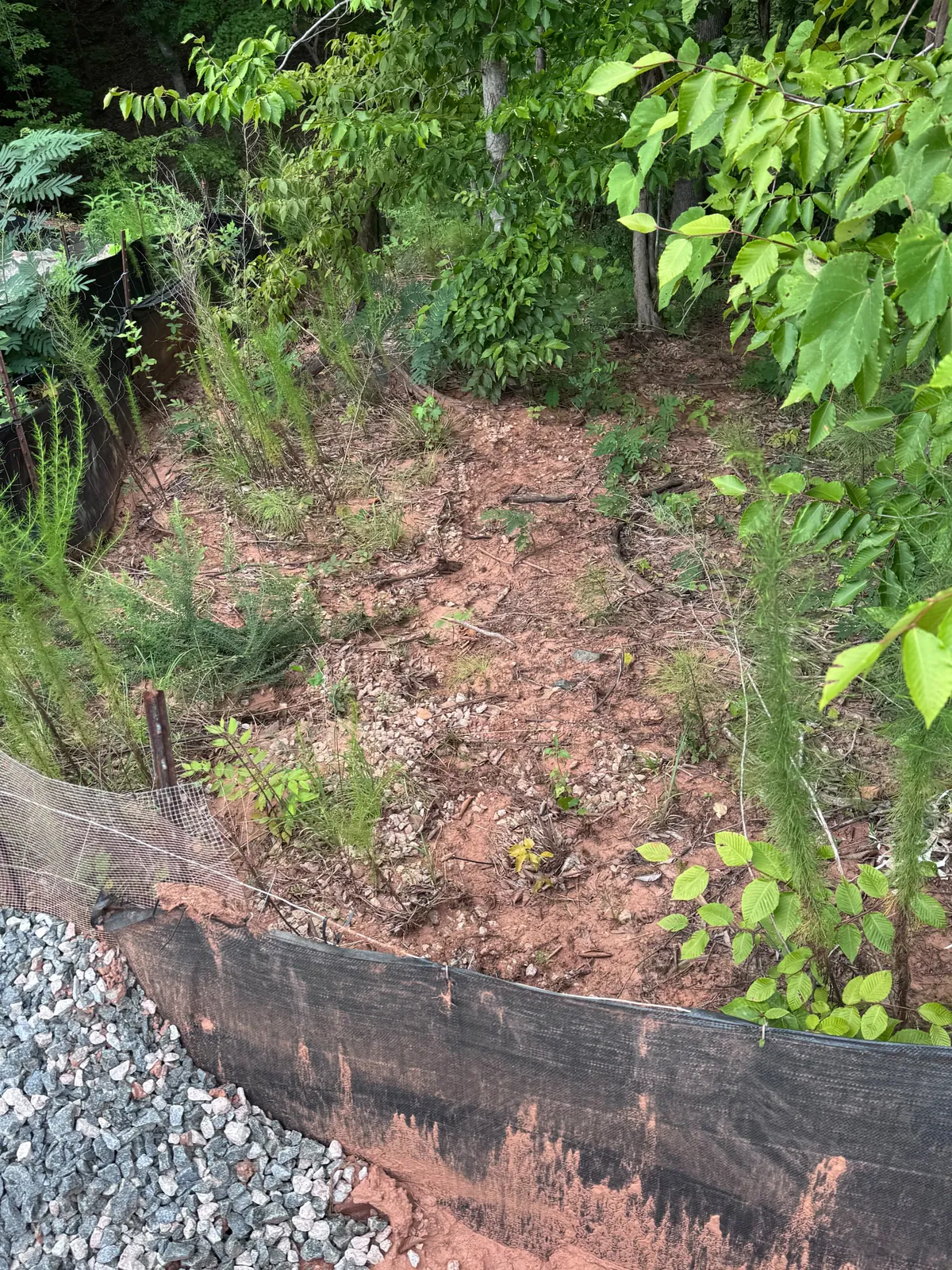 Wooded drainage swale with silt fence before mud removal